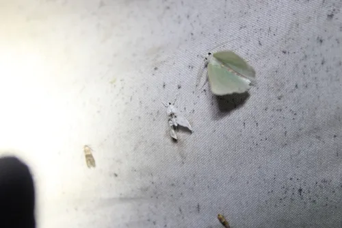 Lipocosma adelalis
