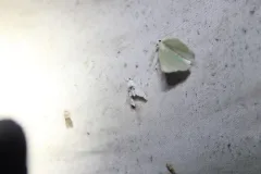 Lipocosma adelalis thumbnail 1