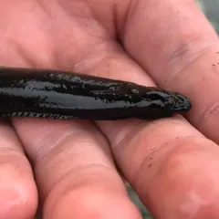 Black Prickleback thumbnail 4