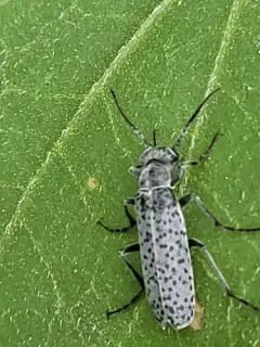 Epicauta oregona thumbnail 4