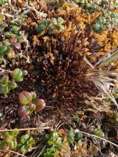 Turgid Aulacomnium Moss thumbnail 3