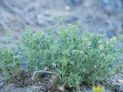 Intermountain Bedstraw thumbnail 2