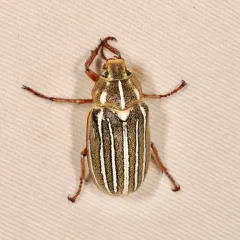 Ten-lined June Beetle thumbnail 1