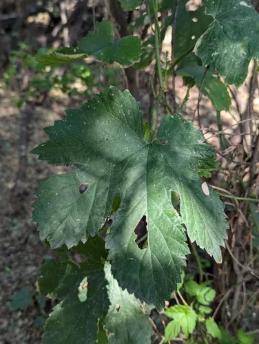 american hops