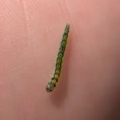 Oreana unicolorella thumbnail 4