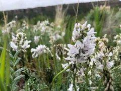 Railhead Milkvetch thumbnail 2