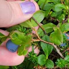 dwarf bilberry thumbnail 4