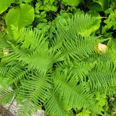 Queen's veil mountain fern thumbnail 2
