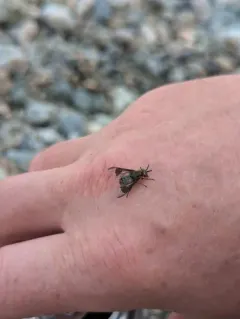 Chrysops proclivis thumbnail 4