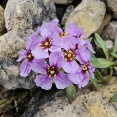 Arctic False Wallflower thumbnail 4