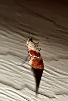 Cochylichroa viscana thumbnail 2