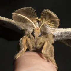 Polyphemus Moth thumbnail 2