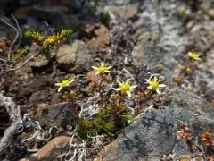 Taylor's Saxifrage thumbnail 3