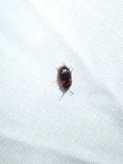 Mycetophagus quadripustulatus thumbnail 2
