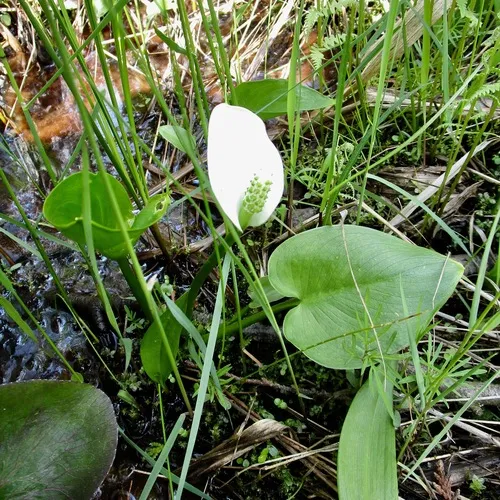marsh calla