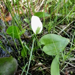 marsh calla thumbnail 1