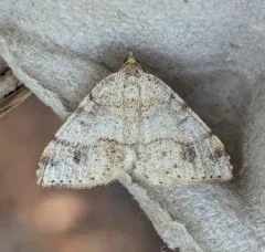 Macaria plumosata thumbnail 1
