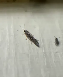 Salt and Pepper Microcaddisfly thumbnail 4