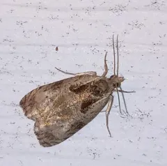 Olethreutes punctanum thumbnail 3