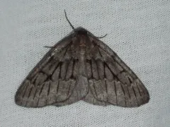 Nepytia umbrosaria thumbnail 4