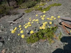 Klamath Mountain buckwheat thumbnail 2