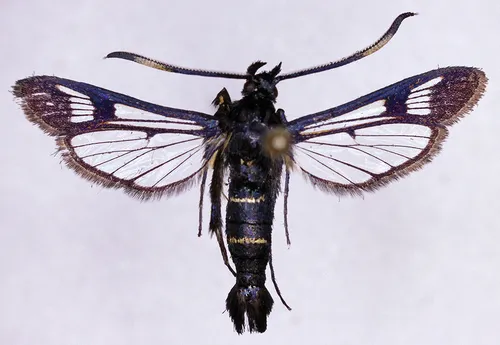 Synanthedon arctica