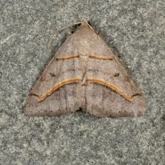 Yellow-lined Angle thumbnail 2