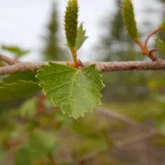 water birch thumbnail 4