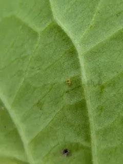 Deuterosminthurus bicinctus thumbnail 3