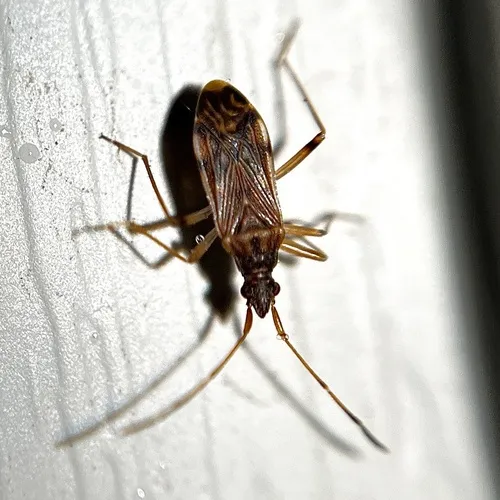 Ozophora salsaverdeae