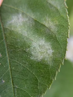 Podosphaera amelanchieris thumbnail 4