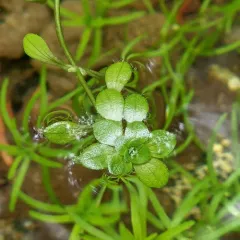 Large Water-starwort thumbnail 4
