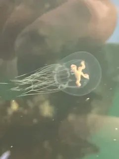 Halimedusa typus thumbnail 3