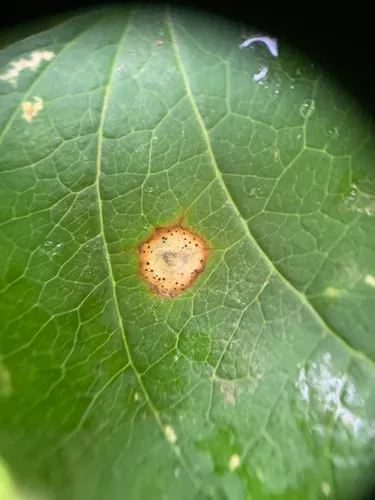 Phyllosticta smilacis
