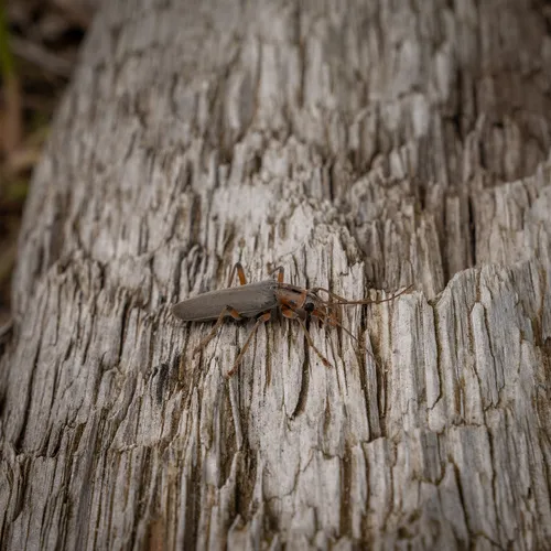 Four-marked False Blister Beetle