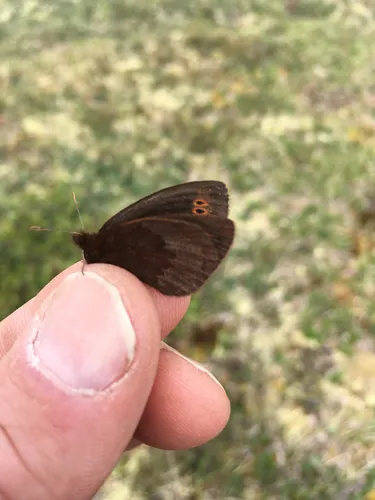 Four-dotted Alpine