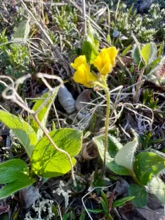 Pilose Draba thumbnail 2