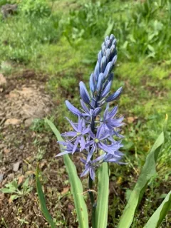 Cusick's Camas thumbnail 2