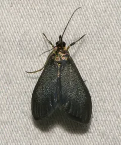 Pyrausta demantrialis thumbnail 2