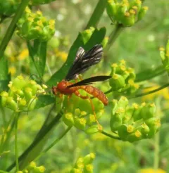 Trogus vulpinus thumbnail 4