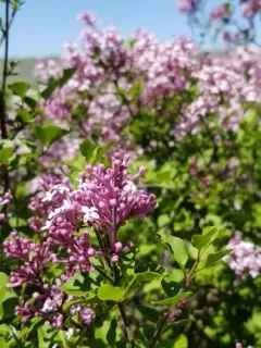 korean lilac thumbnail 4