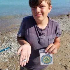 Emerald Shiner thumbnail 4