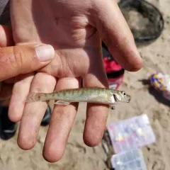 Common Logperch thumbnail 2