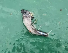Glacier Lanternfish thumbnail 2