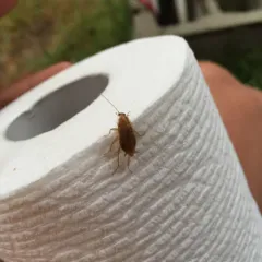 Tawny Cockroach thumbnail 4