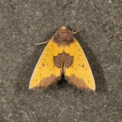 Yellow Sunflower Moth thumbnail 1