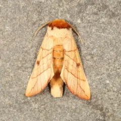 Spotted Datana Moth thumbnail 2