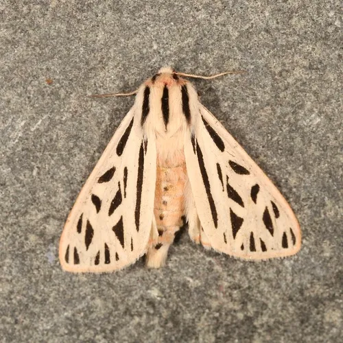 Arge Moth