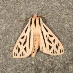 Arge Moth thumbnail 1