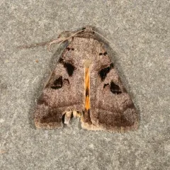 Whitney's Underwing thumbnail 1